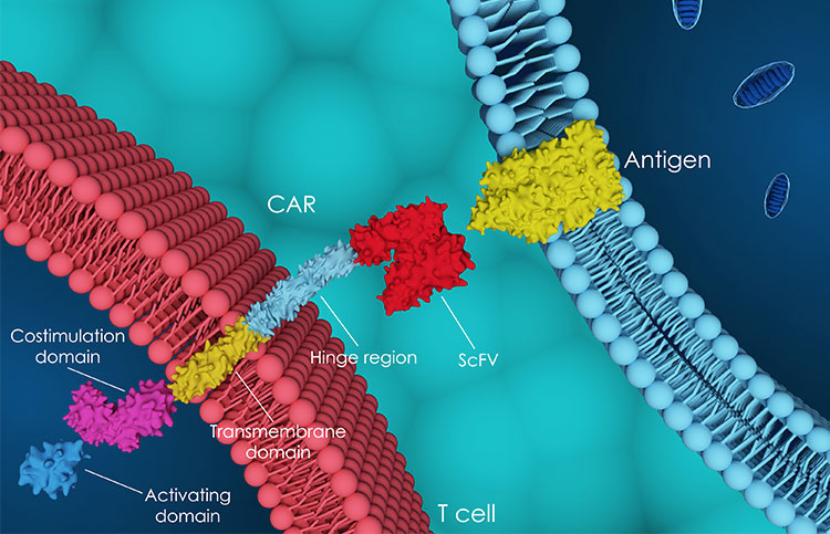 CAR-T THERAPY